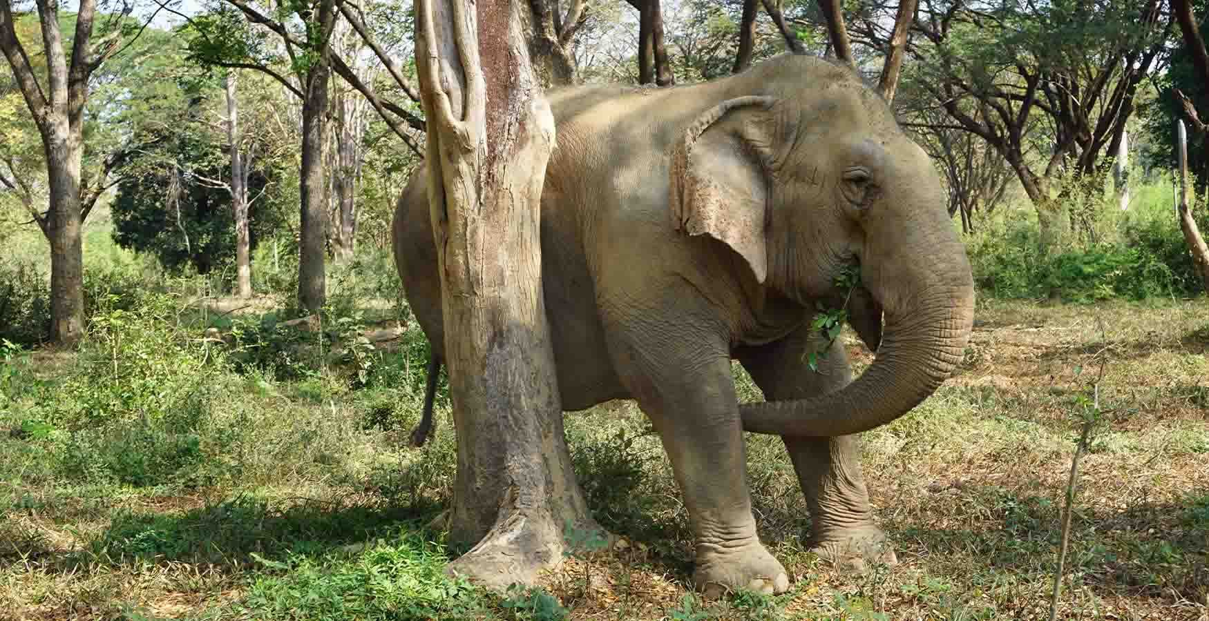 Somboon Legacy Foundation Elephants