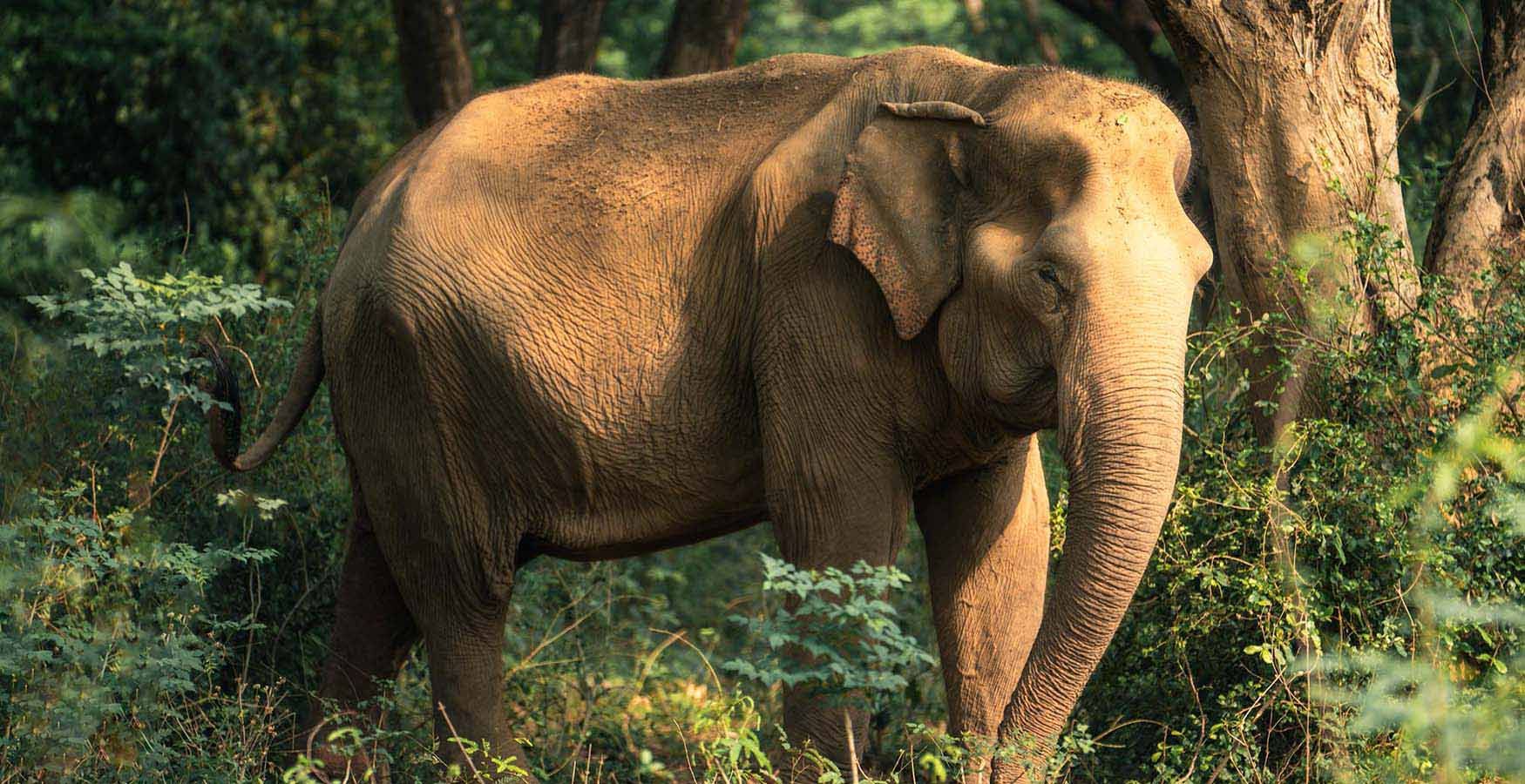 Somboon Legacy Foundation Elephants