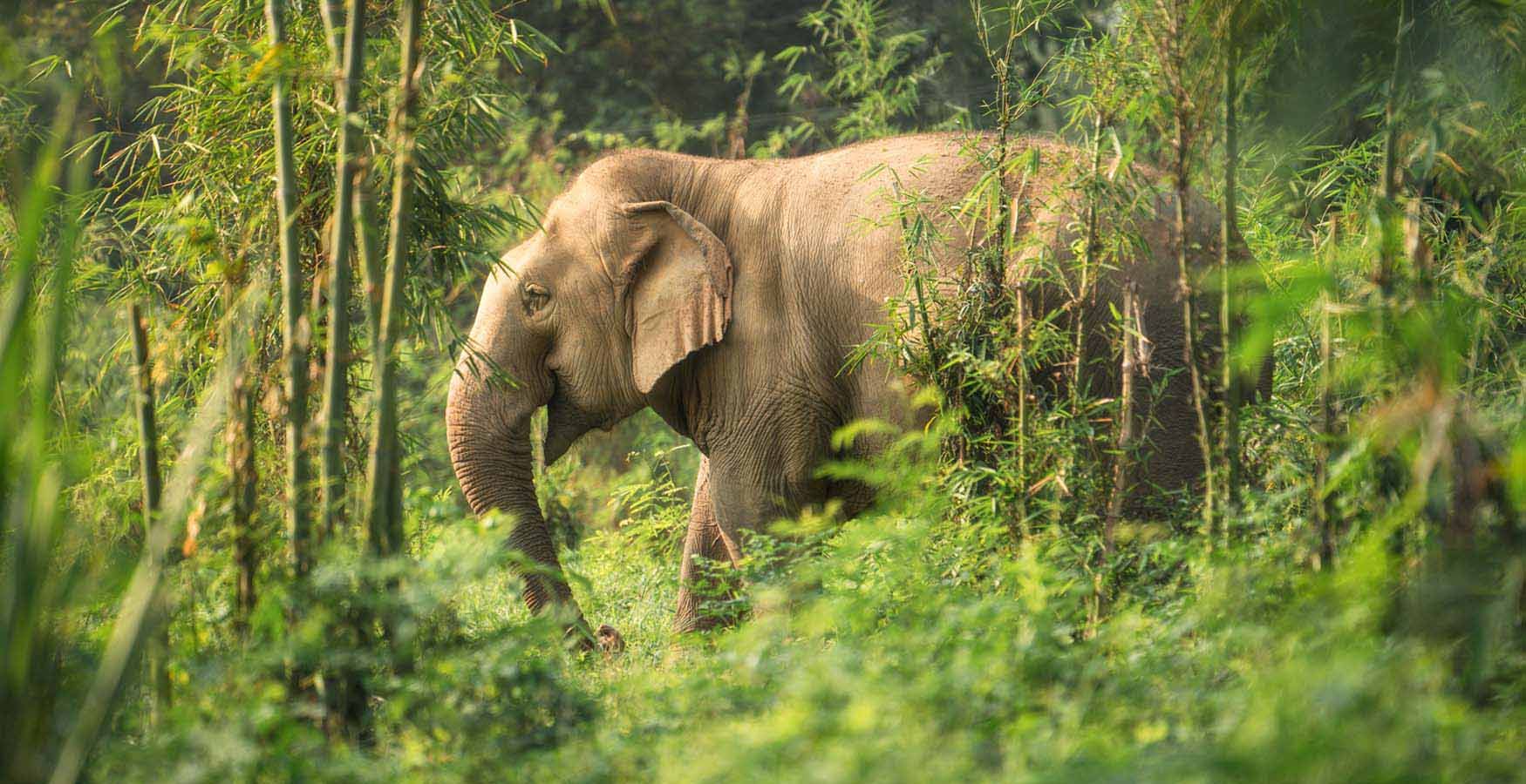 Somboon Legacy Foundation Elephants