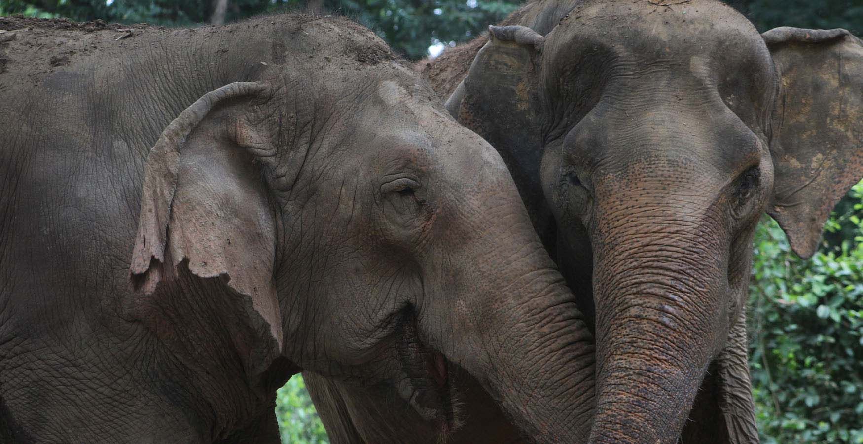 Somboon Legacy Foundation Elephants