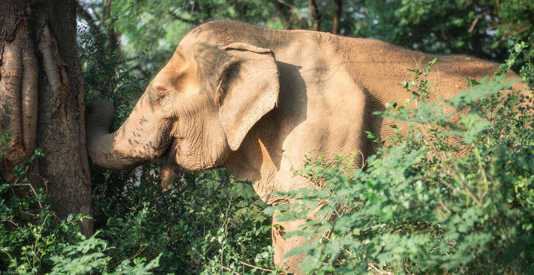 Somboon Legacy Foundation Elephants