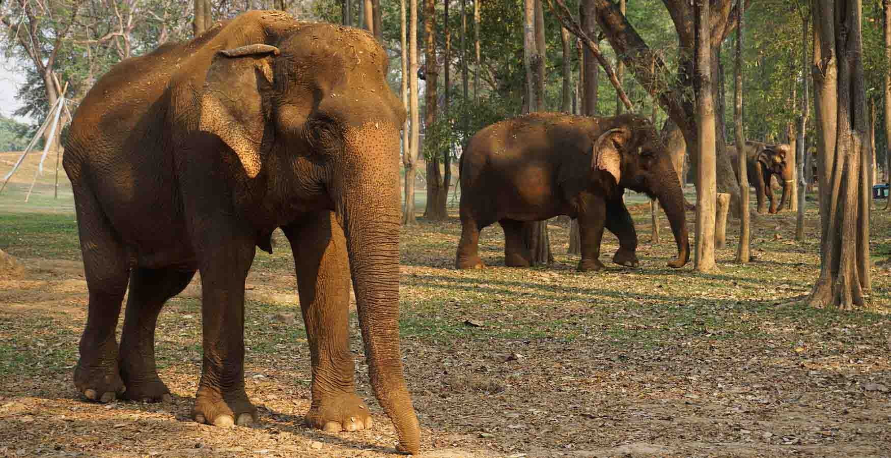 Somboon Legacy Foundation Elephants