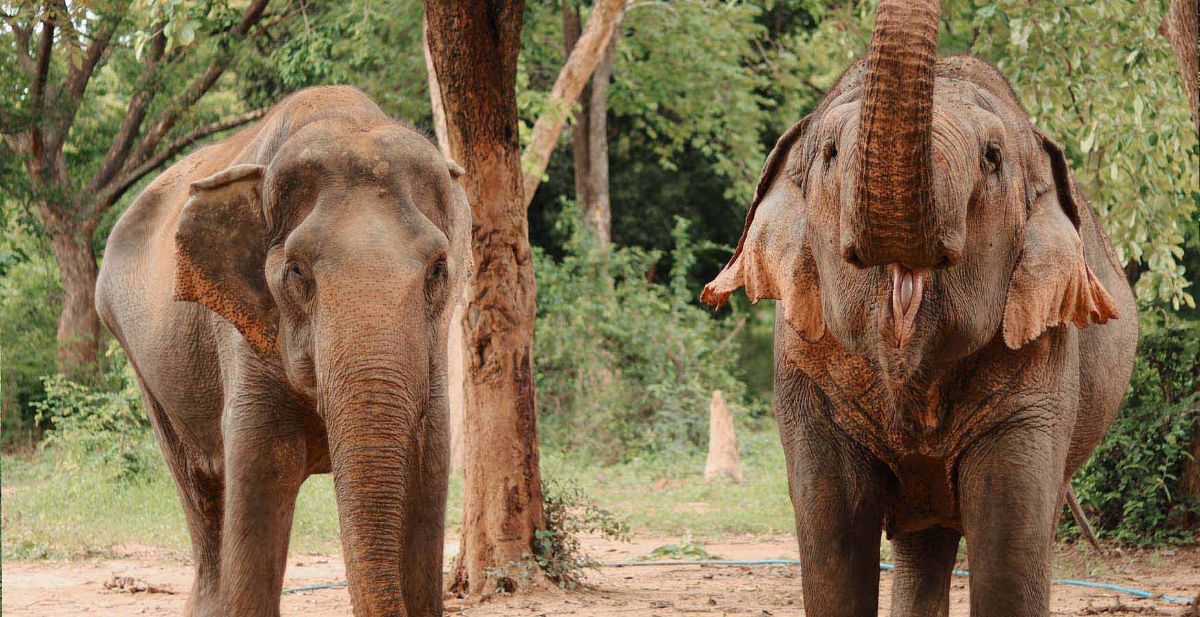 Somboon Legacy Foundation Elephants